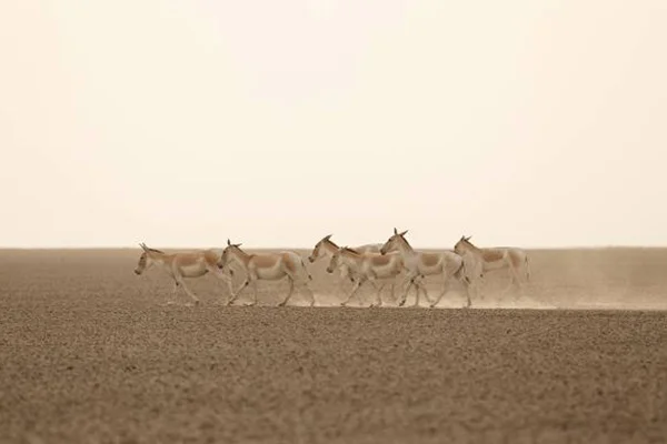Little Rann of Kutch